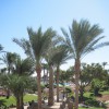 территория отеля Sharm Grand Plaza Resort 5*  (Шарм Гранд Плаза)