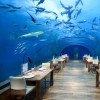 restaurant  Conrad Maldives Rangali Island 5*  ( )